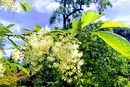 Styrakowiec japoński (Petrostyrax hispidus) – urokliwy krzew o białych, pięknie pachnących kwiatach 